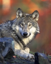 Loup gris (Canis lupus).jpg
