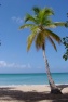 Palmier-Cocotier (Cocos nucifera) en Martinique.jpg