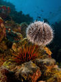 Echinoidea-urchins-oursins-Tripneustes ventricosus-Echinometra viridis.jpg