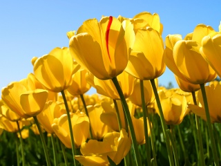 Fichier:Tulips.jpg