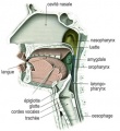 Appareil phonatoire-Voix-Larynx-Pharynx-Trachée-Luette-Amygdale.jpg