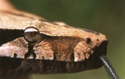 Boa constrictor-Tête de serpent.jpg