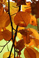 Hêtre européen-hetre-arbre-feuille simple-rameaux-3764.jpg