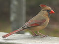 Cardinal rouge femelle.jpg