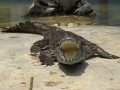 Crocodile du Siam-Siamese Crocodile (Crocodylus siamensis).JPG