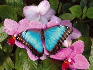 Papillon3.jpg