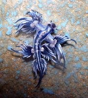 Blue dragon-glaucus atlanticus (15933467033).jpg