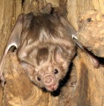 Chauve-souris vampire.jpg