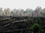 image déforestation