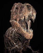 Tyrannosaure-squelette.jpg