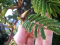 Acacia cornigera-9609.jpg