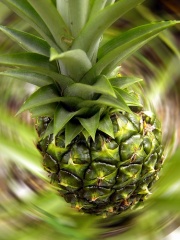 Fil:Piña-5850.jpg