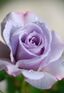 Rose in Violet-8640.jpg