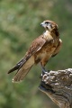 Brown-Falcon-Faucon bérigora (Falco berigora).jpg