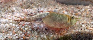 Fil:Triops longicaudatus.jpg