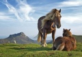 Horses on Bianditz mountain (Navarre, Spain).jpg