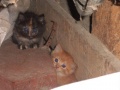 Les deux petit chatons-9124.jpg