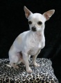 Chihuahua à poil court.jpg