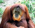 Orang-outan-de-sumatra.jpg