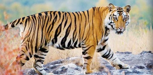 Tigre du Bengale 3.jpg