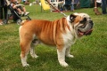 Bouledogue anglais-Bulldog.jpg