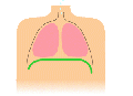 Diaphragmatic breathing-respiration.gif