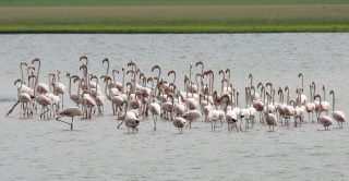 File:Greater Flamingoes (Phoenicopterus roseus) W IMG 9771.jpg