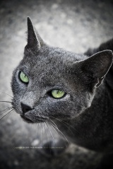 Fil:Green eyes cat-147.jpg