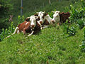 Trois vaches-6294.jpg