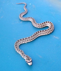 Fil:Serpent-8303.jpg
