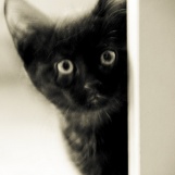 Petit chatons noir trop mingnon-4462.jpg