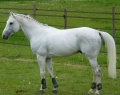 Anglo-arabian stallion - étalon anglo-arabe.jpg