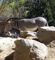 Zebra on the Rocks-3908.jpg