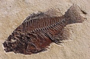 Poisson fossilisé-Fossile de l'Éocène.jpg