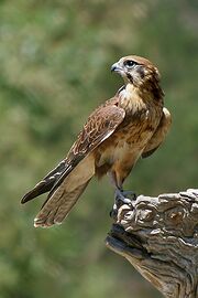 Falconiformes.jpg