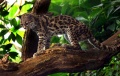 Margay (Leopardus wiedii).jpg