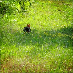 Fil:Sitting in the Field-4645.jpg