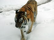 Tigre de Sibérie-1449.jpg