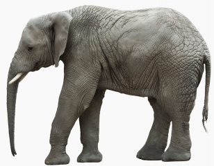 Fichier:Elefant.jpg