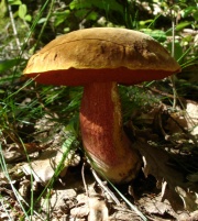 Culture du champignon de Paris - Vikidia, l'encyclopédie des 8-13 ans