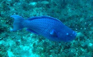 Fil:Scarus coeruleus.jpg