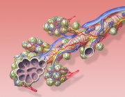 Alveol.jpg