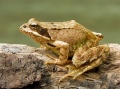 Common Frog - Grenouille rousse (Rana temporaria).jpg