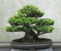 Bonsaï-bonzaï-bonsai-Eurya emarginata.jpg