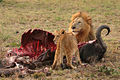 Lion-lionceau-carnivore-prédateur-predateur.JPG
