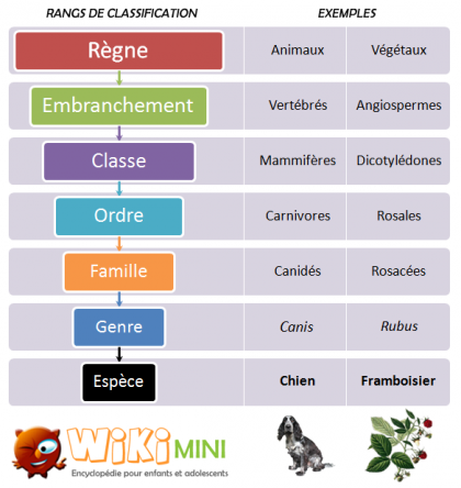 Classification scientifique des espèces — Wikimini, l’encyclopédie pour ...