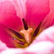 Coeur de tulipe - Fleur-6552.jpg