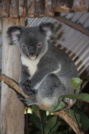 Koala.JPG