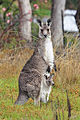Kangourou géant-Femelle-Marsupial-Petit-Bébé.jpg