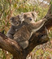 Koala and joey-mother and baby.jpg